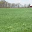 Late april photo of timothy field